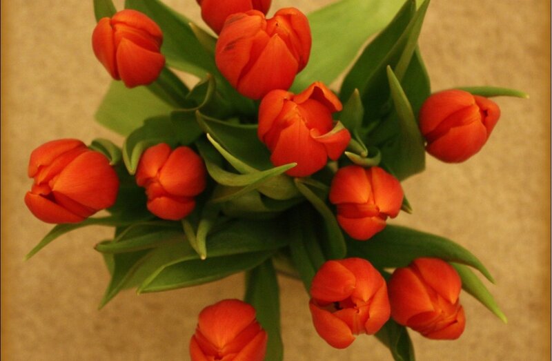 bouquet of red tulips