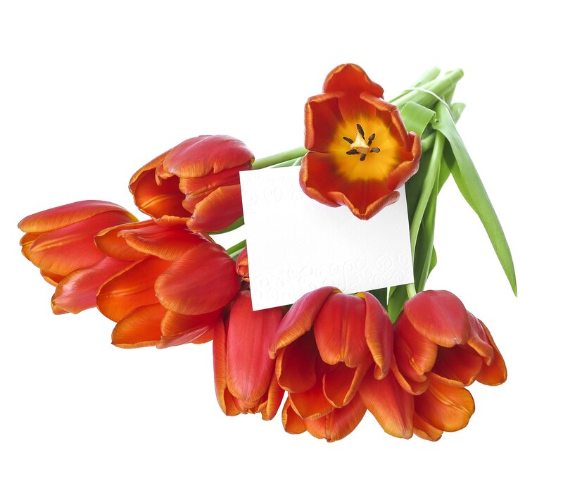 Bouquet of Red Tulips — Calm, Spring, Photograph