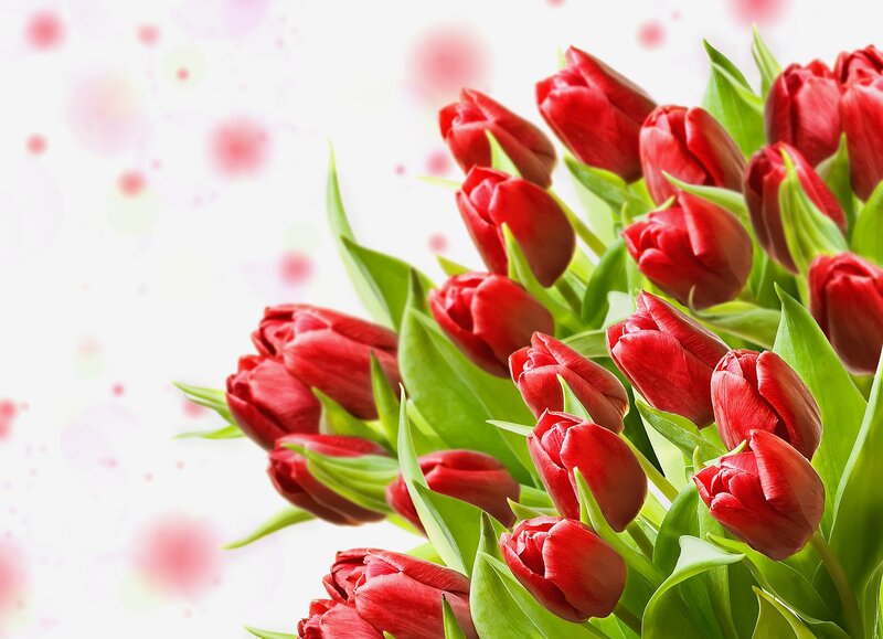 Bouquet of Red Tulips — Calm, Spring