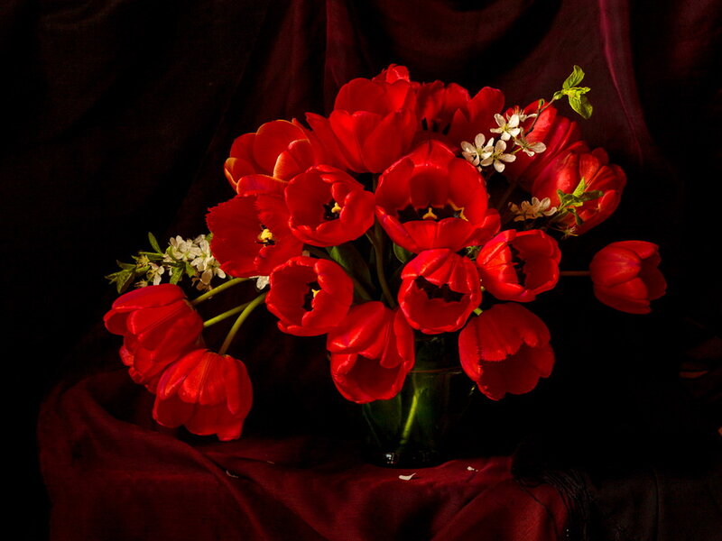 Bouquet of Red Tulips — Dramatic, Photograph, White Flowers