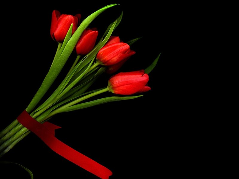 Bouquet of Red Tulips — Dramatic