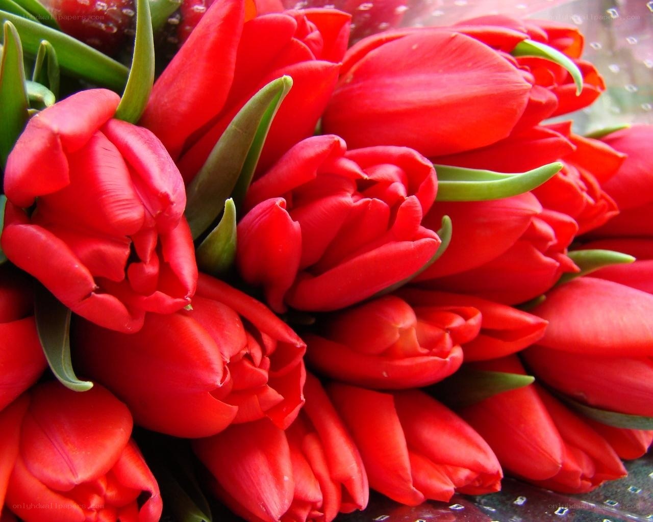 bouquet of red tulips