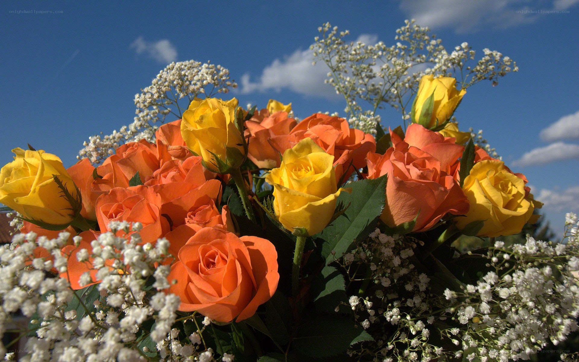 Bouquet of roses and baby's breath