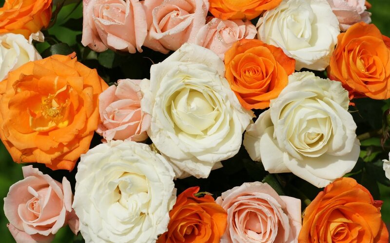 Bouquet of Roses — Orange, Calm