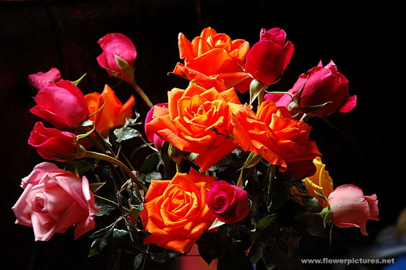 Bouquet of Roses — Orange, Dramatic