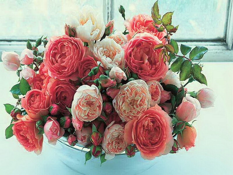 Bouquet of Roses — Pink, Calm, Morning