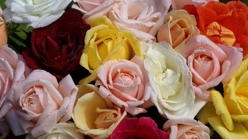 Bouquet of Roses — Pink, Calm, Photograph, Flowers, Water Droplets