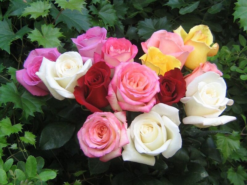 Bouquet of Roses — Pink, Calm, Spring