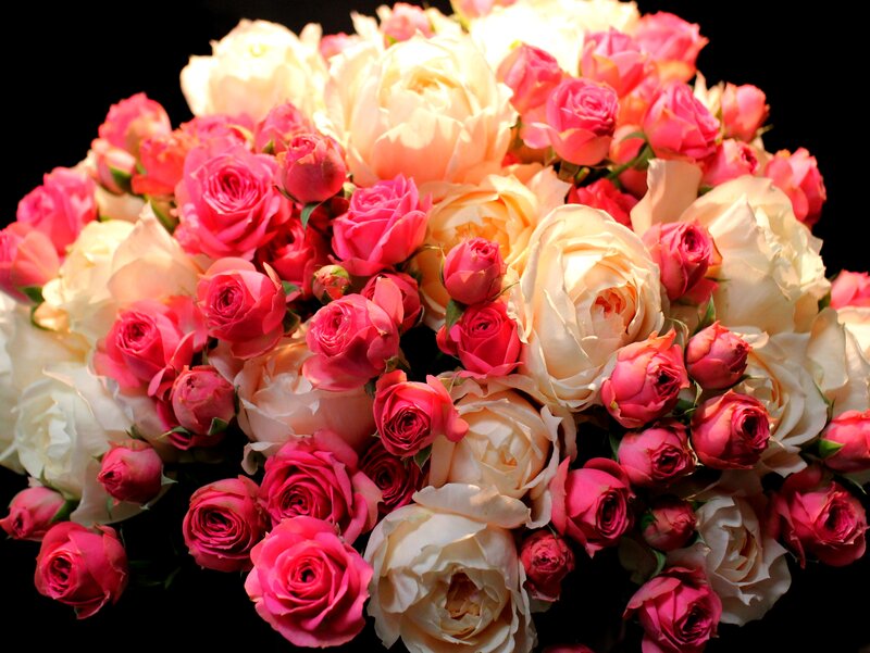 Bouquet of Roses — Pink, Dramatic, Photograph, Flowers