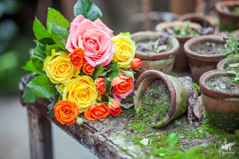 Bouquet of Roses — Pink, Serene, Photograph, Pots