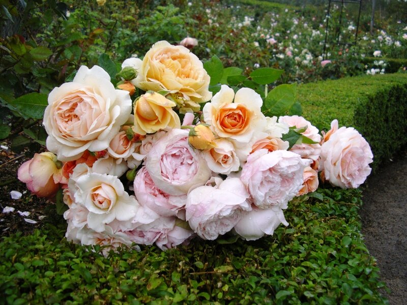 Bouquet of Roses — Pink, Serene, Spring