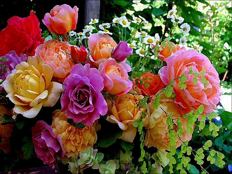 Bouquet of Roses — Pink, Vibrant, Afternoon
