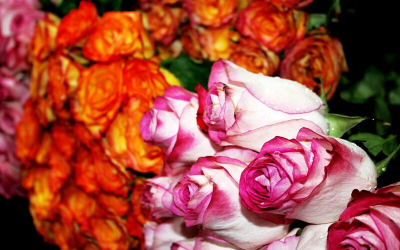 Bouquet of Roses — Pink, Vibrant, Photograph