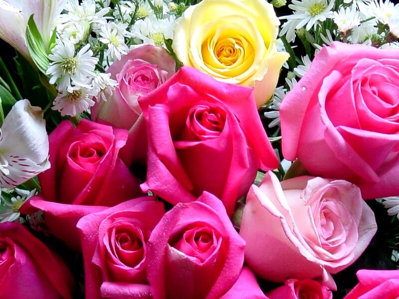 Bouquet of Roses — Pink, Vibrant