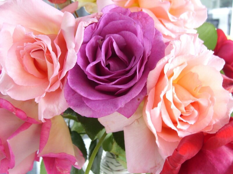 Bouquet of Roses — Purple, Calm, Photograph, Flowers, Leaves, Vase