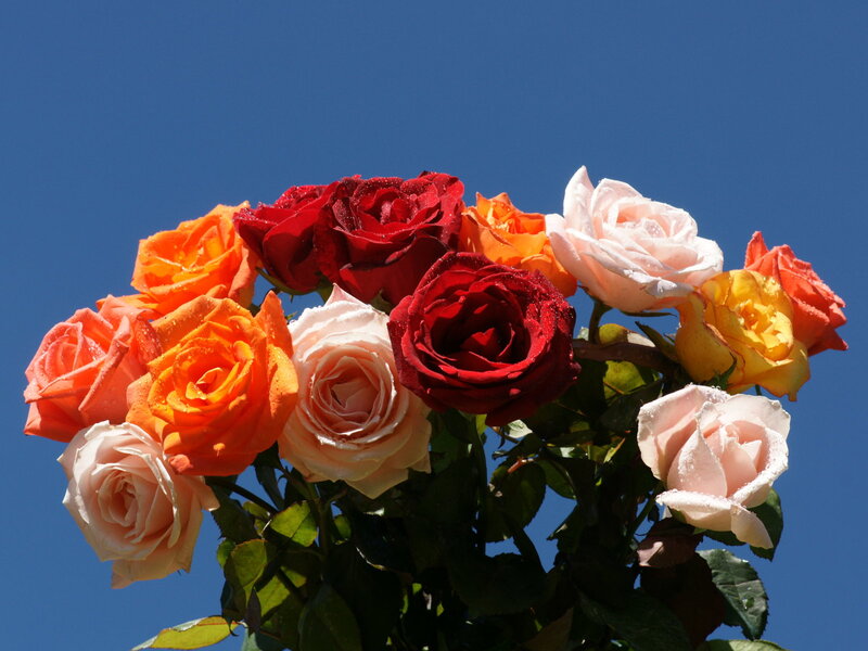 Bouquet of Roses — Red, Bright, Afternoon, Photograph