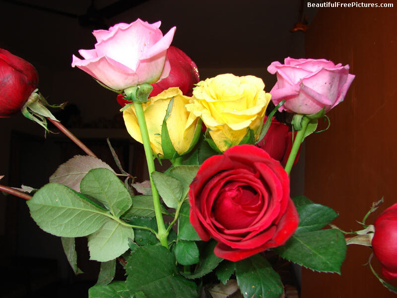 Bouquet of Roses — Red, Calm, Photograph, Green Leaves, Stems