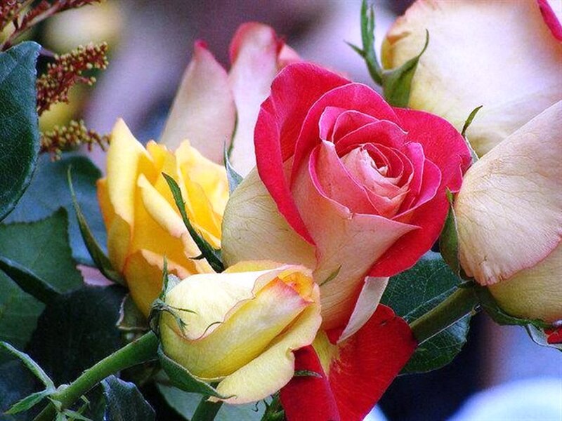 Bouquet of Roses — Red, Calm, Photograph, Leaves, Flower Buds, Green Stems