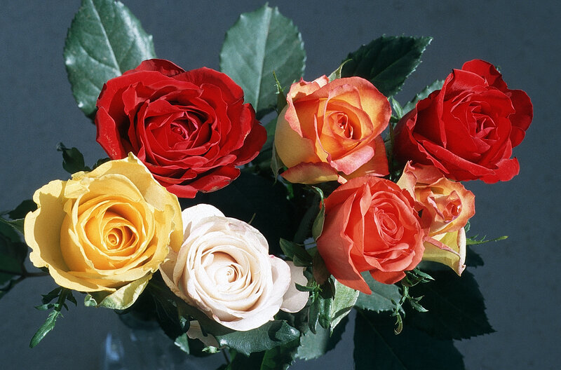 Bouquet of Roses — Red, Calm, Photograph, Leaves, Vase