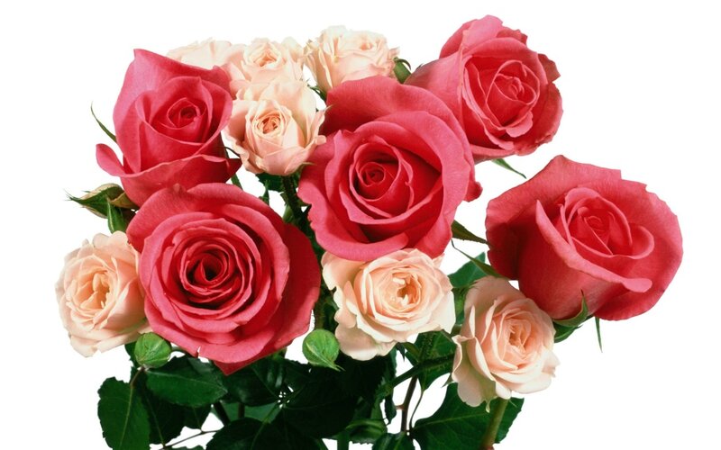 Bouquet of Roses — Red, Calm, Photograph