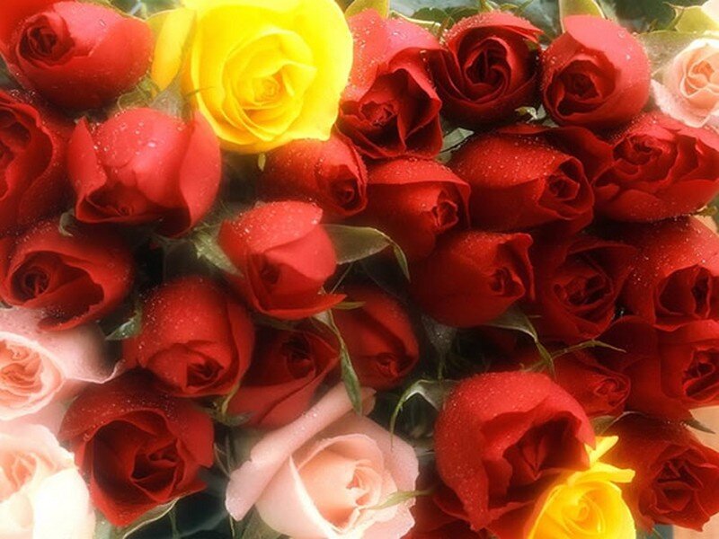 Bouquet of Roses — Red, Calm, Photograph, Water Droplets