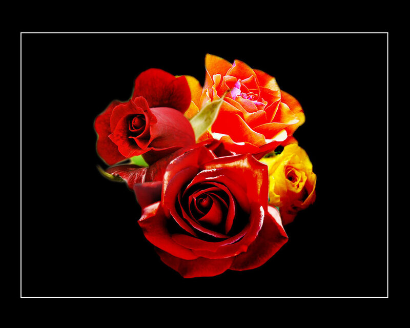 Bouquet of Roses — Red, Dramatic, Photograph