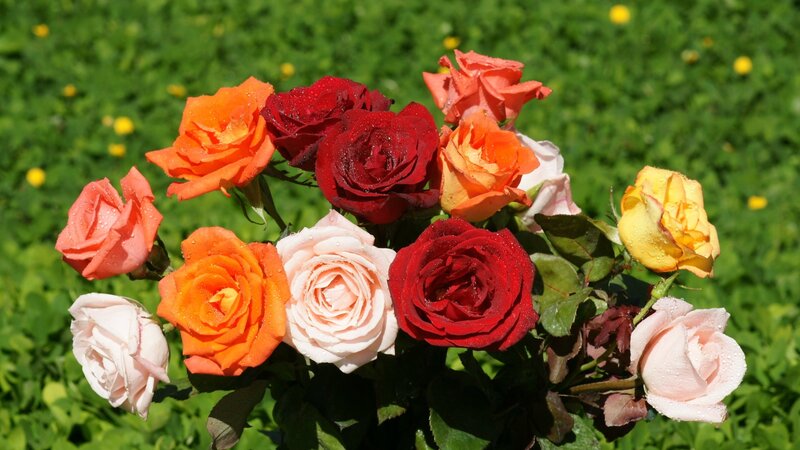 Bouquet of Roses — Red, Serene, Afternoon, Photograph, Grass