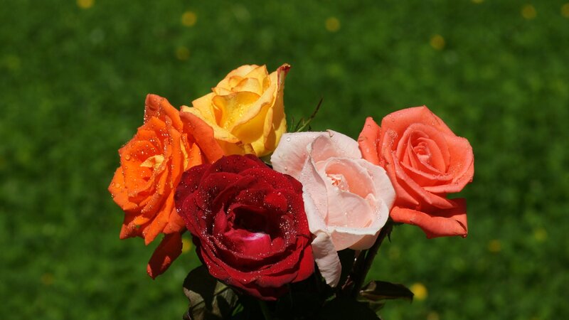 Bouquet of Roses — Red, Serene, Afternoon, Photograph