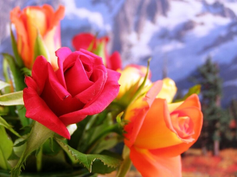 Bouquet of Roses — Red, Serene, Photograph