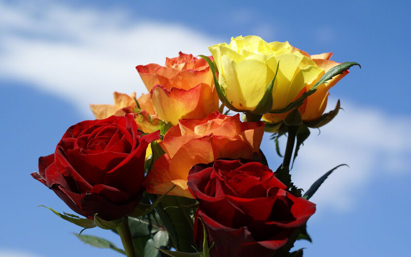 Bouquet of Roses — Red, Serene