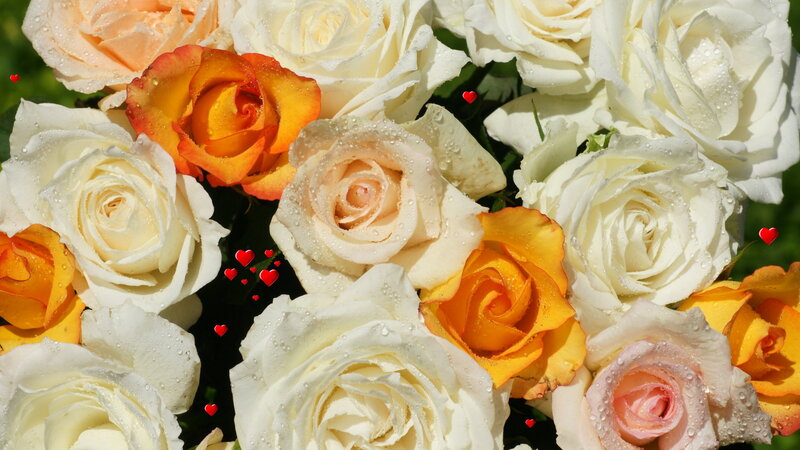 Bouquet of Roses — White, Serene