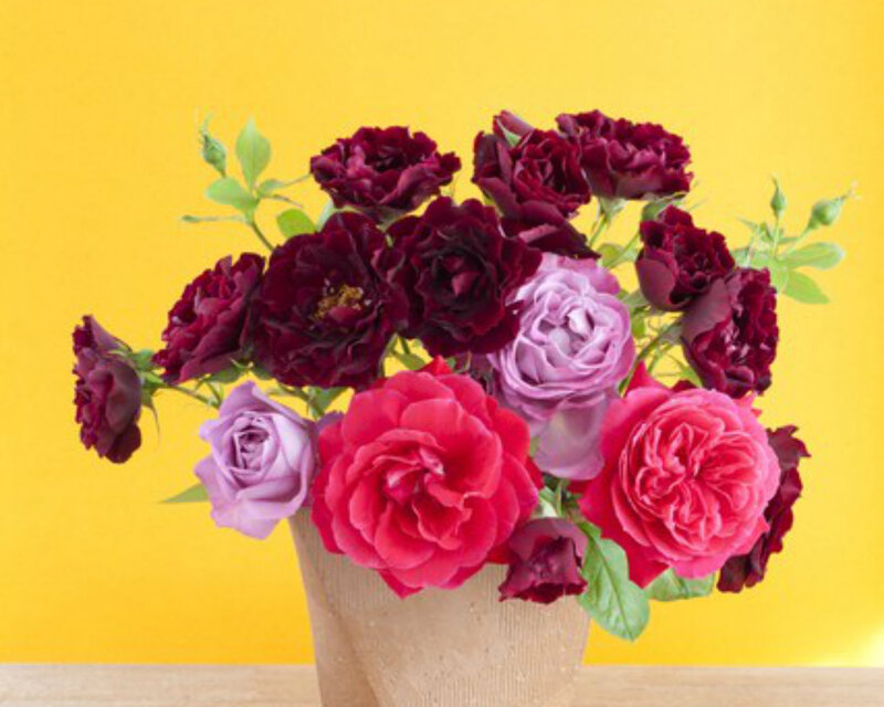 Bouquet of Roses — Yellow, Bright, Photograph