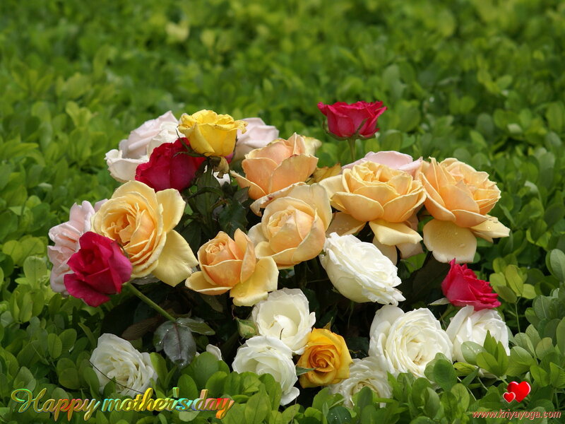 Bouquet of Roses — Yellow, Serene, Spring, Photograph