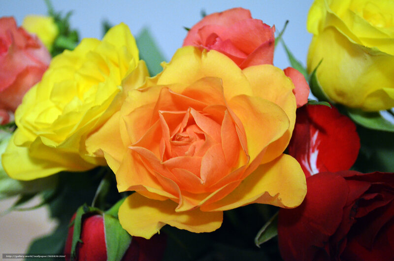 Bouquet of Roses — Yellow, Vibrant, Photograph, Flowers, Leaves