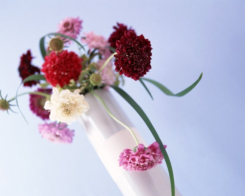 Bouquet of Scabiosa Flowers