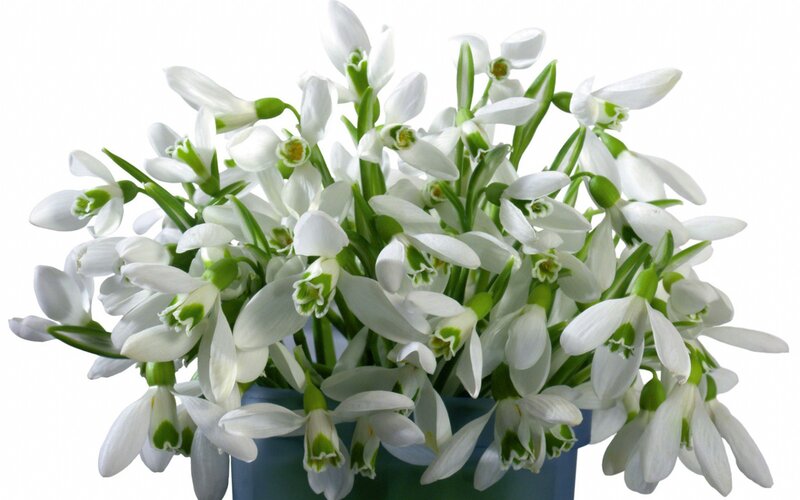 bouquet of snowdrop flowers