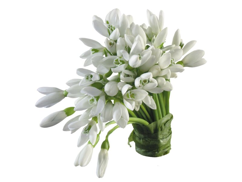 bouquet of snowdrop flowers