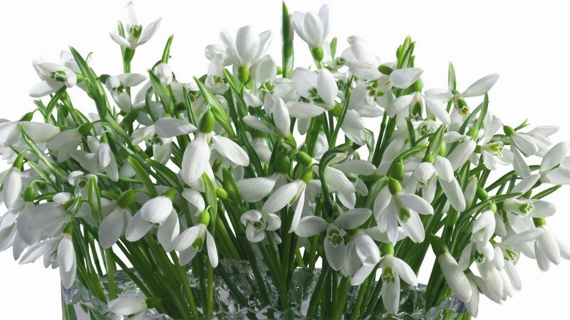 bouquet of snowdrops