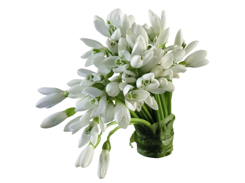 Bouquet of Snowdrops — White
