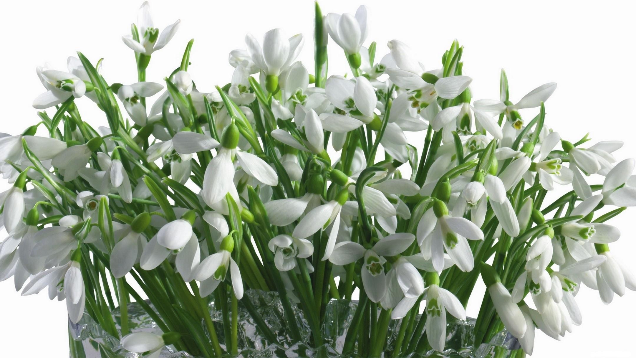bouquet of snowdrops