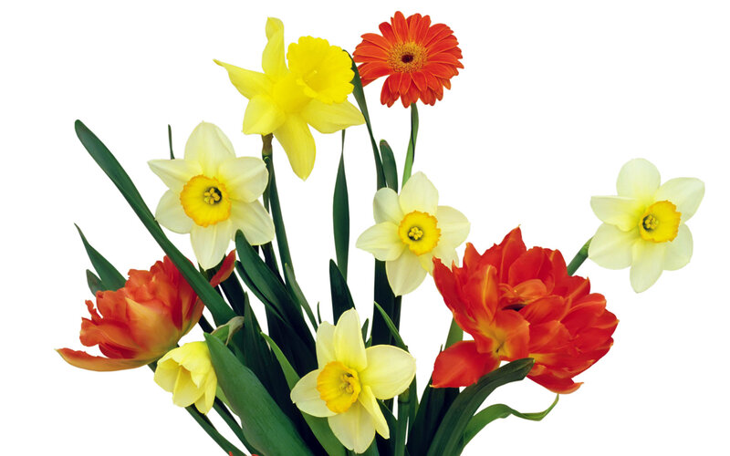 bouquet of spring flowers