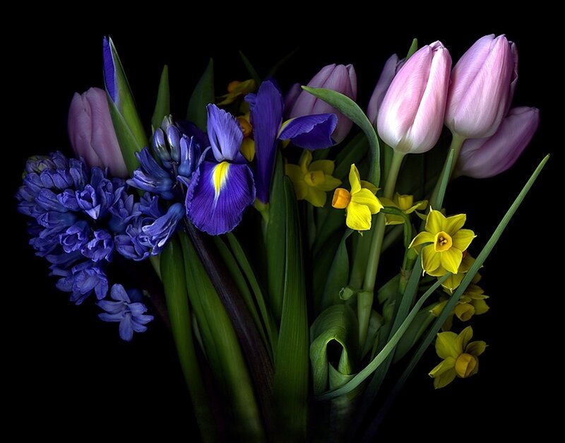 Bouquet of Spring Flowers — Purple, Dramatic