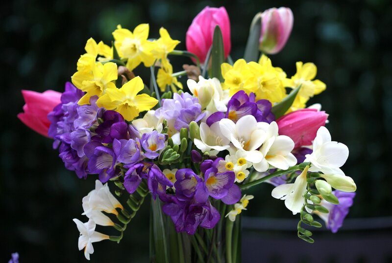 Bouquet of Spring Flowers — Yellow, Vibrant, Photograph, Tulips, Daffodils, Freedoms