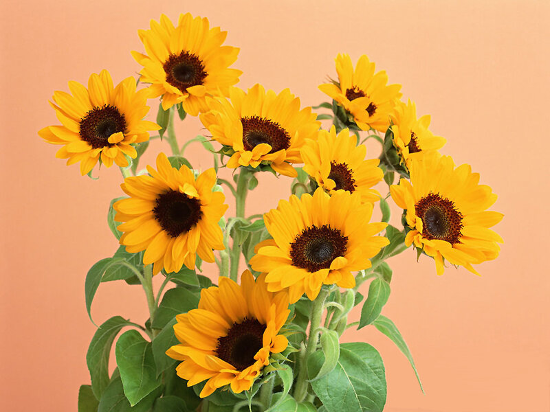 bouquet of sunflowers
