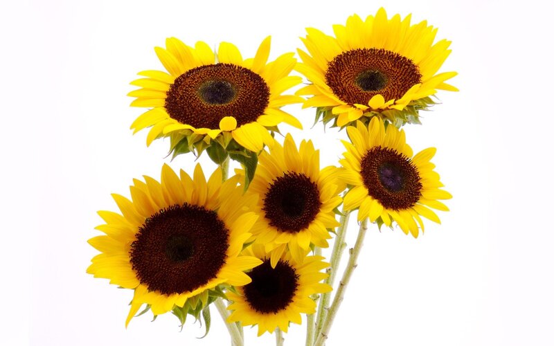 bouquet of sunflowers