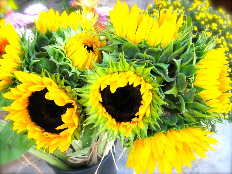 Bouquet of Sunflowers — Yellow, Bright, Afternoon