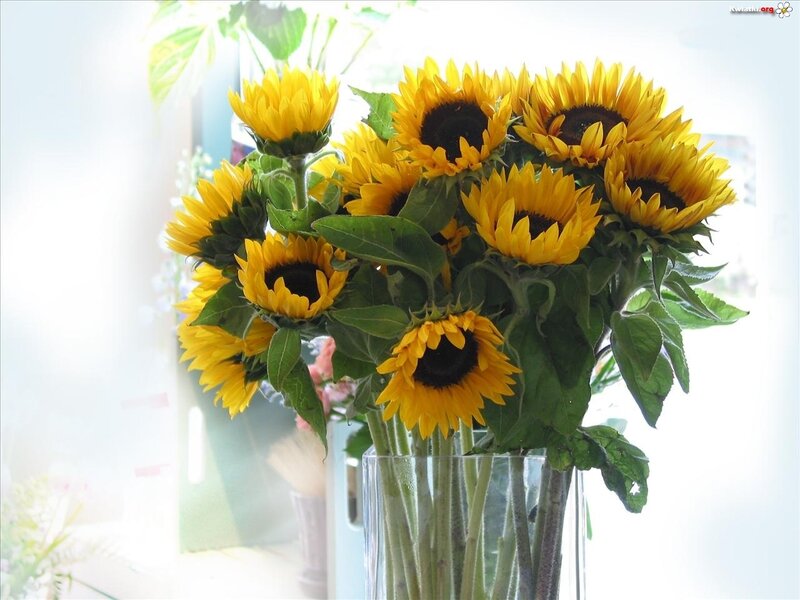 Bouquet of Sunflowers — Yellow, Bright, Morning