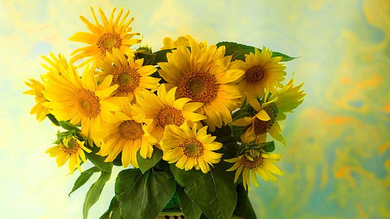 Bouquet of Sunflowers — Yellow, Bright, Photograph