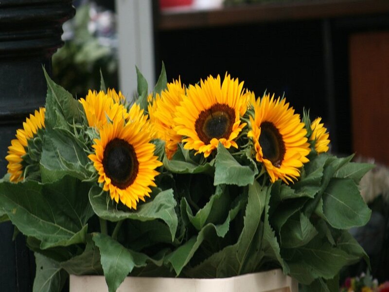 Bouquet of Sunflowers — Yellow, Calm, Photograph, Green Leaves