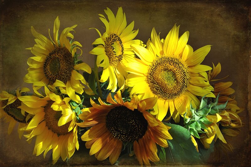 Bouquet of Sunflowers — Yellow, Dramatic, Photograph, Green Leaves